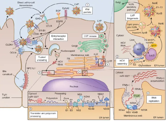 Figure 2.   HCV lifecycle – Potential points of intervention 