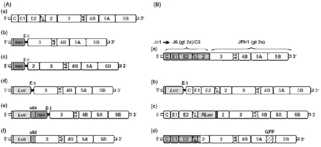 Figure 3.  Overview of cell culture based systems for the study of HCV. 