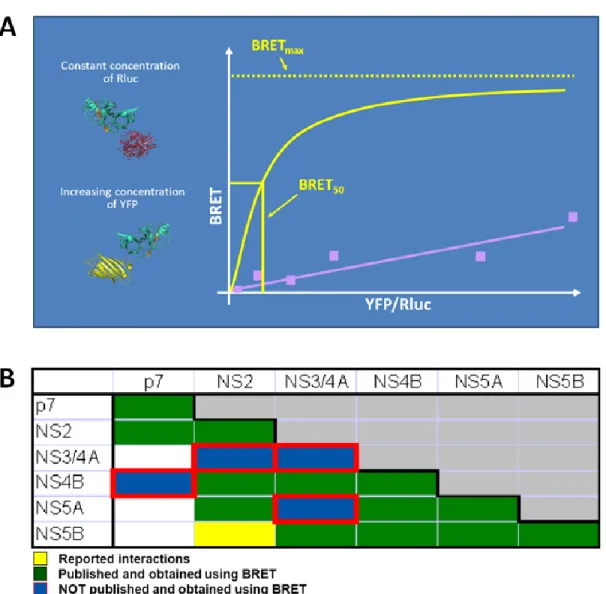 Figure 4.  Bioluminescence  resonance  energy  transfer  identifies  novel  HCV  protein- protein-protein interactions 