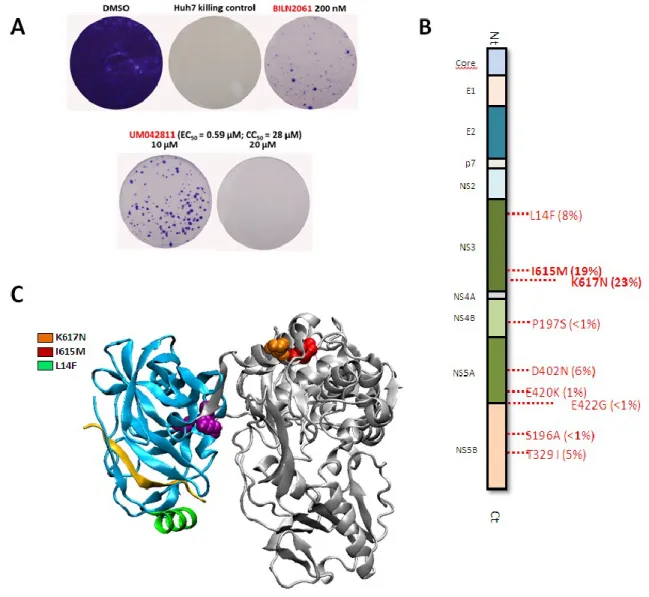 Figure 8.  Characterization of UM42811 resistance profile reveals mutations located at  the surface of the C-terminal NS3 helicase subdomain 