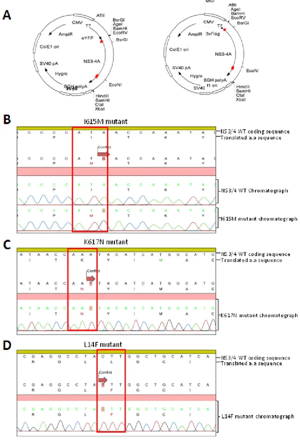 Figure 9.  Mutated NS3/4A expression vectors and mutated replicon sequences 