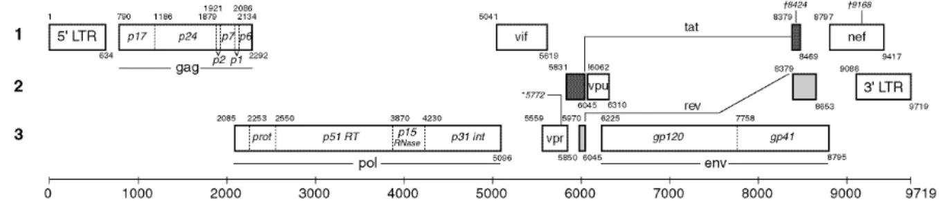 Figure 3:  Organisation du génome du VIH-1.  Source [20]. 