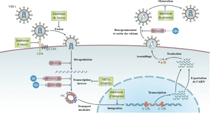 Figure 4:  Représentation schématique du cycle de réplication du VIH.  Adaptée de [21]
