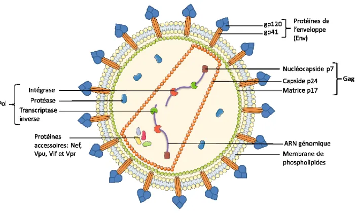 Figure 1: Représentation de la structure d'un virion mature du VIH-1 