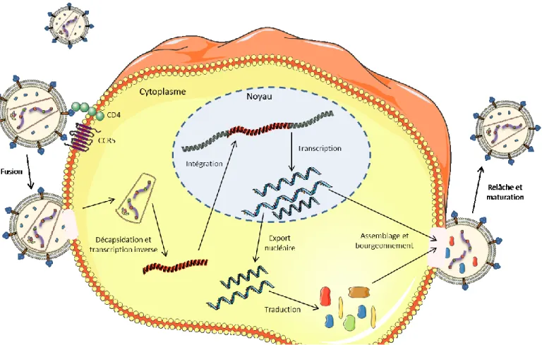 Figure 3: Représentation du cycle réplicatif du VIH-1 