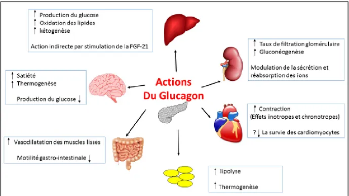 Figure 8. Les actions du glucagon dans les différents systèmes et organes.  