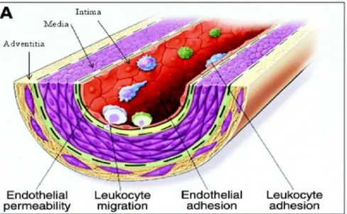 Figure 1.1 Schéma représentant la paroi vasculaire. 