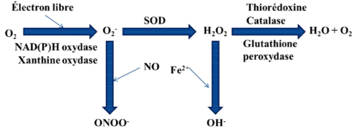 Figure 1.2 Schéma représentant la génération des DRO ainsi que leur métabolisme. 