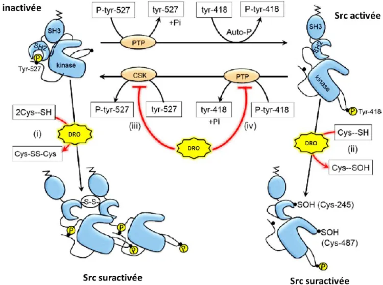 Figure 1.3 Schéma  représentant les différents mécanismes d’activation des kinases de  la famille SRC