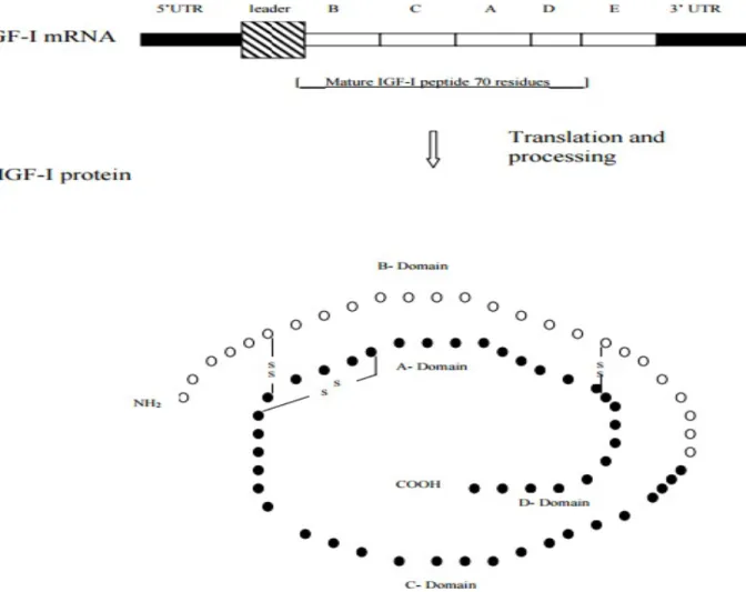 Figure 1: Schematic illustration of the IGF-1 mRNA transcript and protein structure. The  mRNA transcript possesses a 5’UTR and leader sequence derived primarily from exons 1  or 2 depending on the mRNA subtype