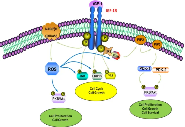 Figure  3:  Schematic  representation  of  IGF-1  signaling  pathways.  IGF-1  functions  as  a  high-affinity ligand for IGF-1R in the cellular membrane, leading to autophosphorylation  of  IGF-1R  and  recruitment  of  the  IRS  adaptor  proteins