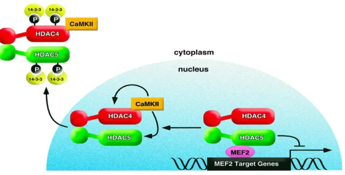 Figure 5: This model depicts CaMKII-dependent nuclear export of HDAC4 and HDAC5.  Following  AngII  stimulation,  CaMKII  specifically  phosphorylates  HDAC4  at  S467  and  HDAC5  at  S498  (sites  not  shown  in  model),  resulting  in  14-3-3  protein-m