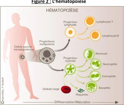 Figure 2 : L’hématopoïèse 