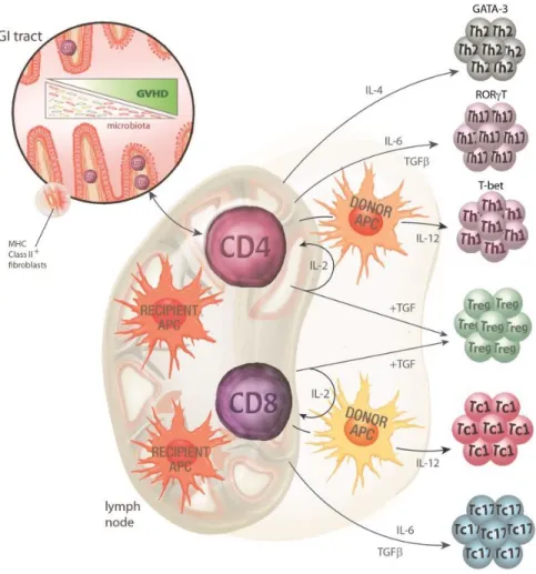 Figure 5 : Différentiation lymphocytaire durant la phase amorçage 