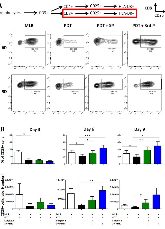 Figure 3: Restimulated PD CD8+ lymphocytes display activated phenotype  A 