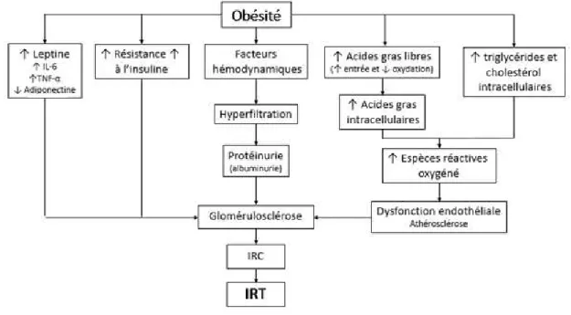 Figure 3 : Mécanismes potentiels reliant l’obésité et l’IRC [70] 