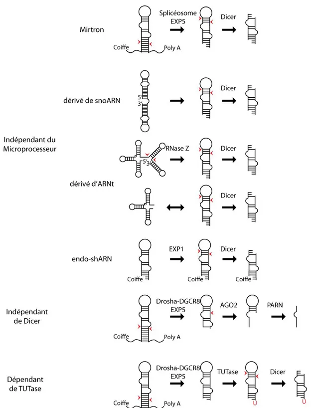 Figure 2. Voies de maturations non-canoniques.  Voies dépendantes  du microprocesseur : les  MiRtrons [36, 37], les dérivés de snoARN [39] et d’ARNt [40, 44, 45] et endo-shARN [46]; la voie  indépendante  de  Dicer  [47];  et  la  voie  dépendante  de  TUT