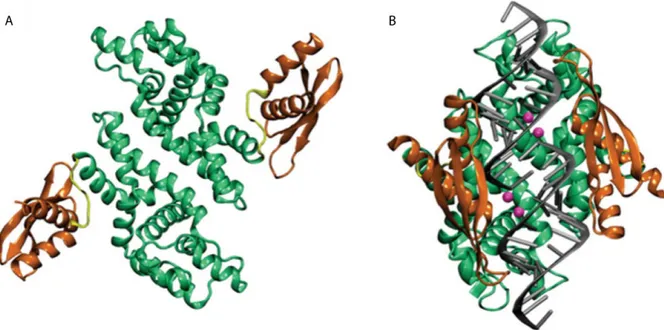 Figure 4. Structure cristalline de RNase III sans ou en présence d’ARNdb.  Figure tirée et  adaptée d’une revue de littérature [88]