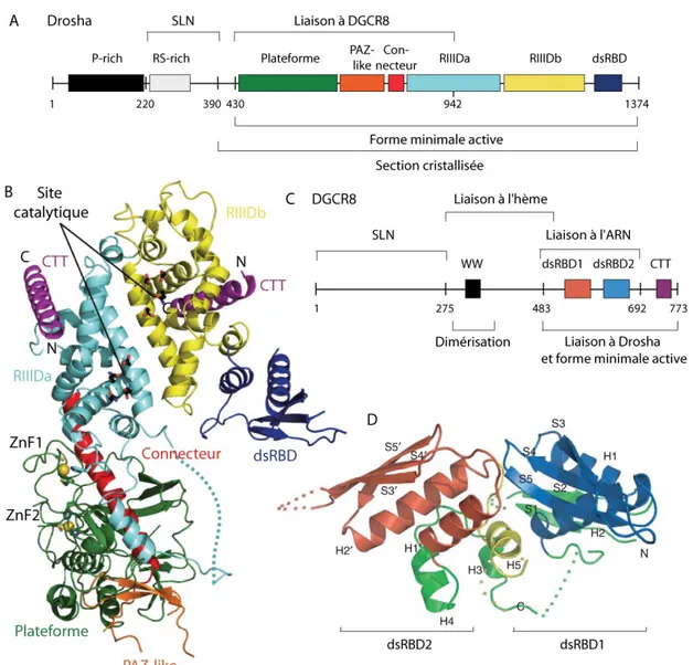 Figure  5.  Structure  du  Microprocesseur.   Adaptation  et  actualisation  du  schéma  linéaire  des  domaines  de  Drosha  [92,  95];  (B)  structure  cristalline  du  fragment  de  Drosha  de  390-1374  avec  2  hélices  CTT  de  DGCR8  (PDB  5B16)  [92]  (figure  adaptée)  avec  les  CTT  en  mauve,  le  domaine  RNaseIIIb en jaune, le RNase IIIa en turquoise, le dsRBD en bleu foncé, le connecteur en rouge, la  plateforme  en  vert,  le  domaine  similaire  à  PAZ  en  orange,  les  ions  Zn 2+   en  jaune  et  les  sites 