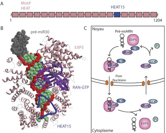 Figure 6.  Structure  et  mécanisme  de  transport  par Exportine  5.   (A)  Schéma  linéaire  des  domaines  d’EXP5  avec  en  bleu  le  15 ème   motif  HEAT;  (B)  Adaptation  de  la  figure  de  la  structure 