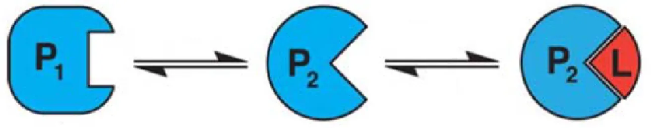 Figure 2.  Représentation du mécanisme de liaison par sélection conformationnelle.  La  protéine  P est en équilibre entre une conformation inactive (P 1 ) et une conformation active 