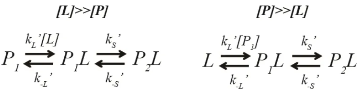 Figure 4. Schéma réactionnel de l'ajustement induit en pseudo-premier ordre.  (Gauche)   Schéma réactionnel pour la liaison de la protéine P avec un excès de son ligand L