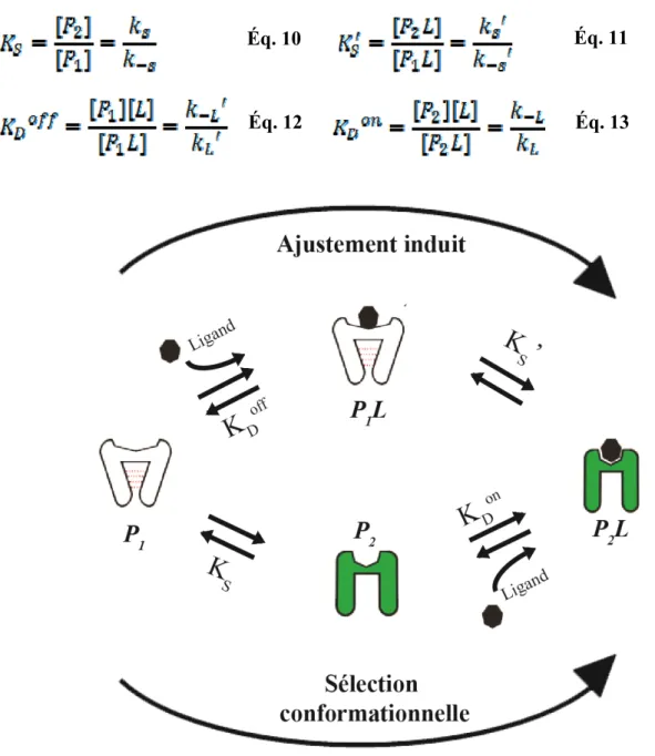 Figure 9. Schéma réactionnel à quatre états reliant les mécanismes d'ajustement induit et  de sélection conformationnelle