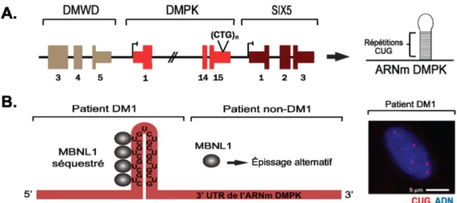 Figure 1. Modèle de gain-de-fonction toxique de l’ARN. (A) Le gène DMPK avec le gène 