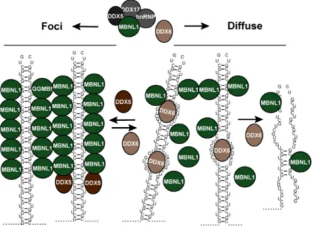 Figure 2. La transition des expansions CUG entre un état sous forme de foci et un état  diffus