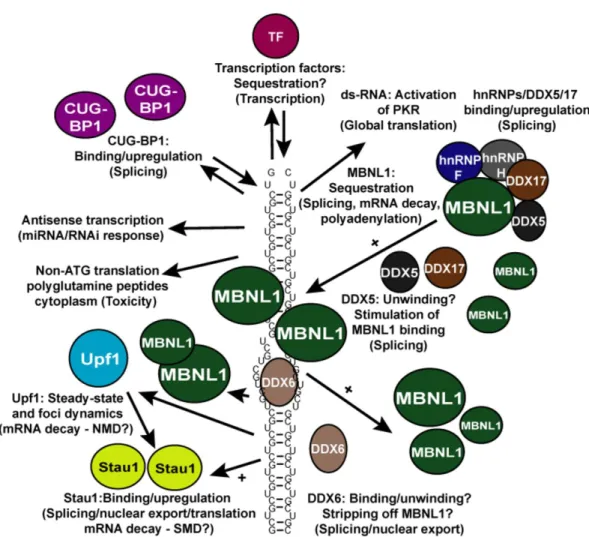 Figure 3. Mécanismes proposés pour les expansions CUG dans la DM1. Les répétitions 