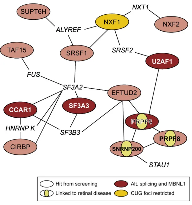 Figure 7. Recapitulative interaction network links RBP screening candidates to disease  and pathways