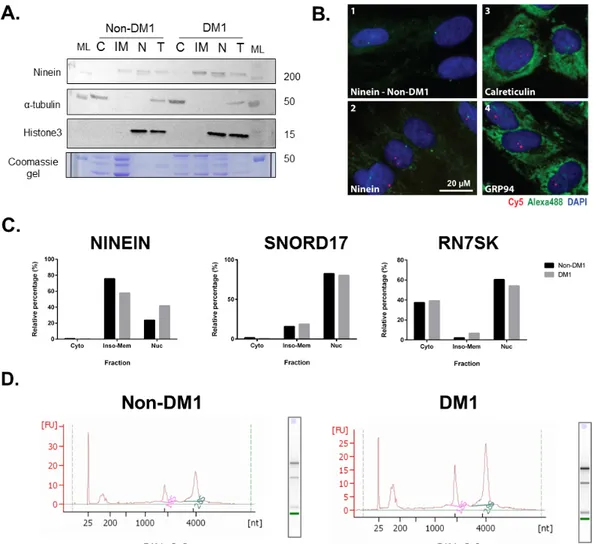 Figure 8. Optimization and validation of cell fractionation. (A) Western blot of protein 