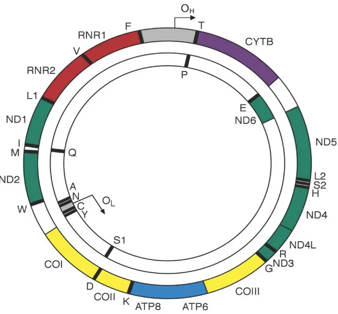 Figure  I.  Cartographie du  génome  mitochondrial  humain.  Diagramme  schématique représentant  le génome mitochondrial circulaire double brin de 16.6 kb