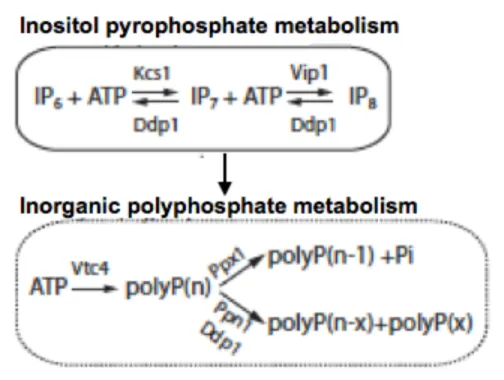 Figure  1.5  Pathway  of  inositol  pyrophosphate  and  polyphosphate metabolism 