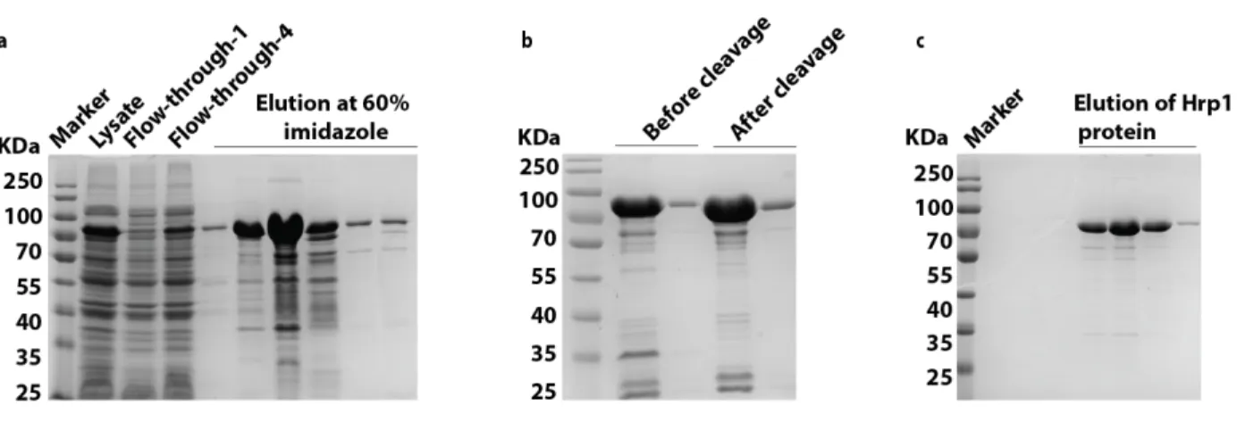 Figure 3.1. Hrp1 purification approach 