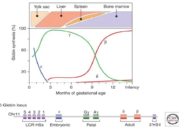 Figure 5. Globin Gene Expression during Development Duplicated from Sankaran VG et. al (2013).