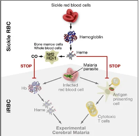 Figure 6. Biomolecular Model of Malaria Protection    Copied from Ferreira et al. (2011)