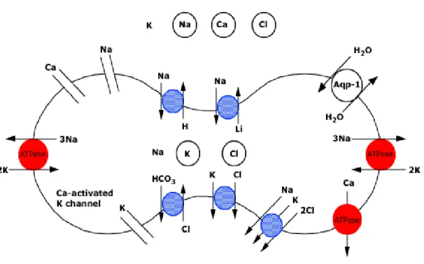 Figure 9. Control of Red Cell Hydration