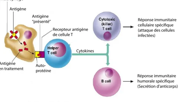 Figure 5 : Mécanismes généraux de l’immunité acquise. 