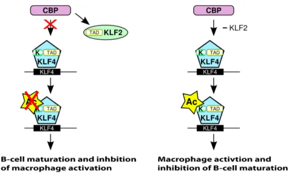Figure 6 : Modèle proposé de la compétition entre les facteurs de transcription KLF2 et KLF4  pour  la  liaison  au  co-activateur  CBP  lors  de  la  maturation  des  cellules  B  et  l’activation  des  macrophages