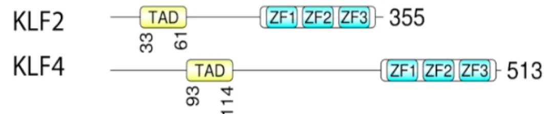 Figure 7 : Représentation schématique des domaines clés de KLF2 et de KLF4. 