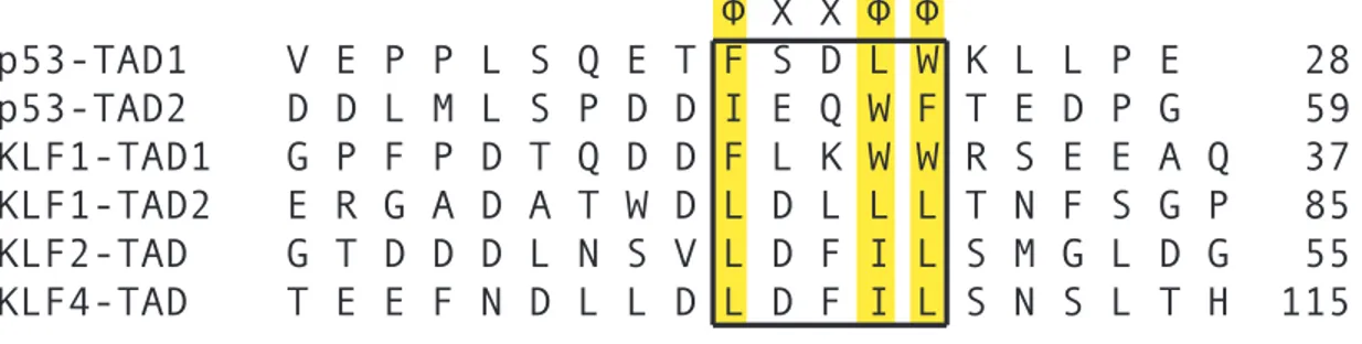 Figure 10 : Alignement de séquences de TAD acides.   