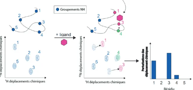 Figure  11 :  Description  générale  de  la  détection  d’interaction  entre  un  ligand  et  une  macromolécule  lors  d’un  titrage  par  RNM-2D  et  par  perturbations  des  déplacements  chimiques