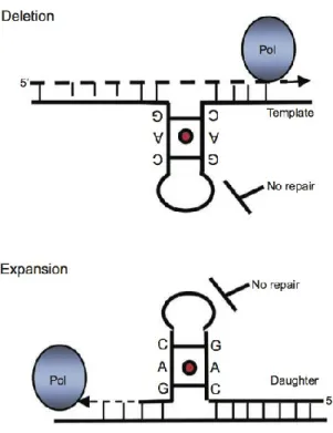 Figure 1.1 : Instabilité produite durant la réplication de l’ADN (31). 