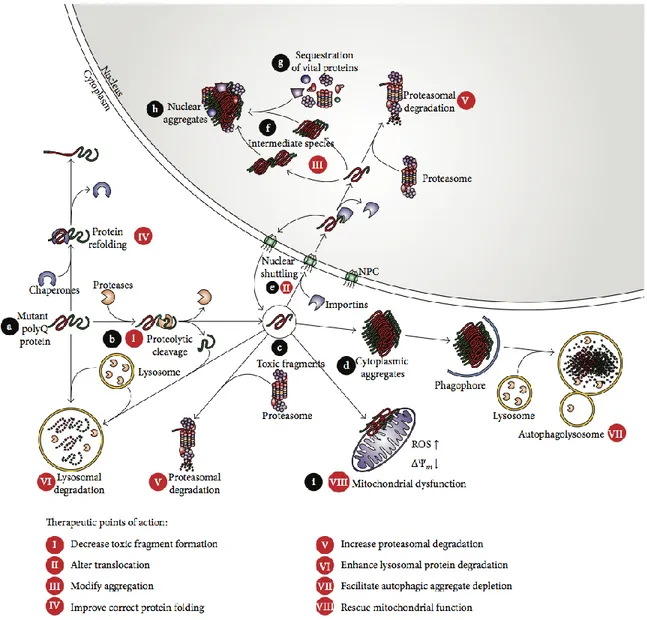 Figure 1.3 : Modulation des mécanismes responsables de la toxicité des protéines poly-Q  pour traiter MMJ (38)