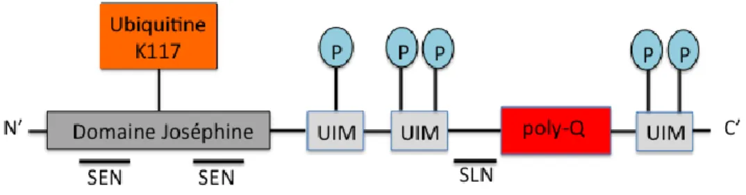Figure 1.4 : Schéma structurel de la protéine ataxine-3. 