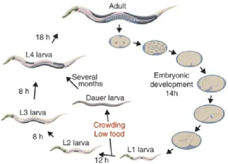 Figure 1.5 : Le cycle de vie de C. elegans (113).  