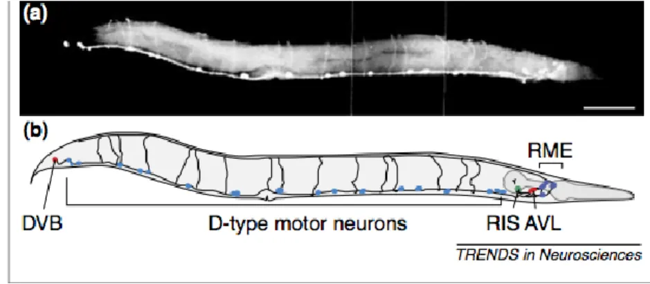 Figure 1.6 : Les neurones GABAergiques (110). 