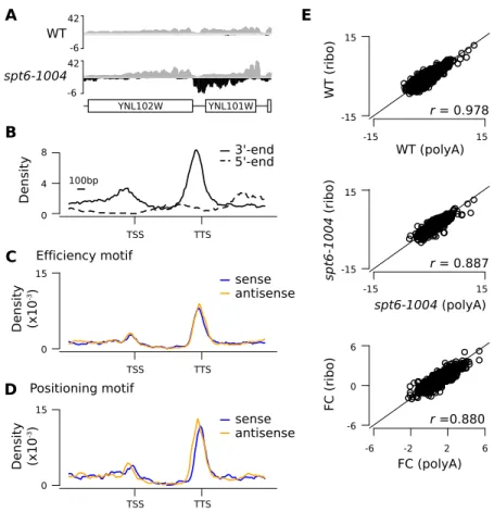 Figure 8. Anti-sense cryptic transcripts are polyadenylated and tend to terminate at the 3’-end 