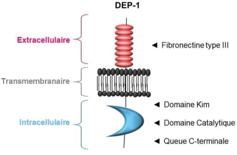 Figure 7. Structure de DEP-1 (Adapté de Spring et al. 2012). 
